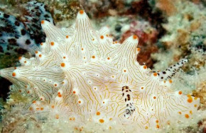 Metita Dive Center