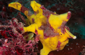 Sea Explorers Siquijor