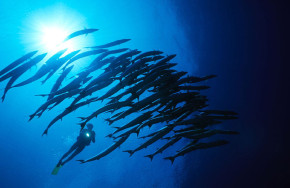 Tawali Dive Center