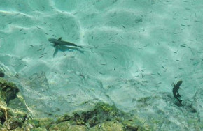 Dive Ocean Makunudu