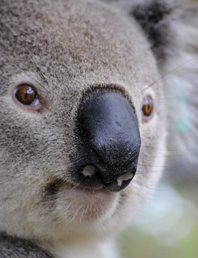 Australien