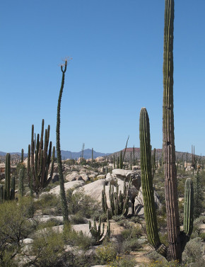 Mexiko